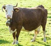 ins Horn gepfezt.jpg